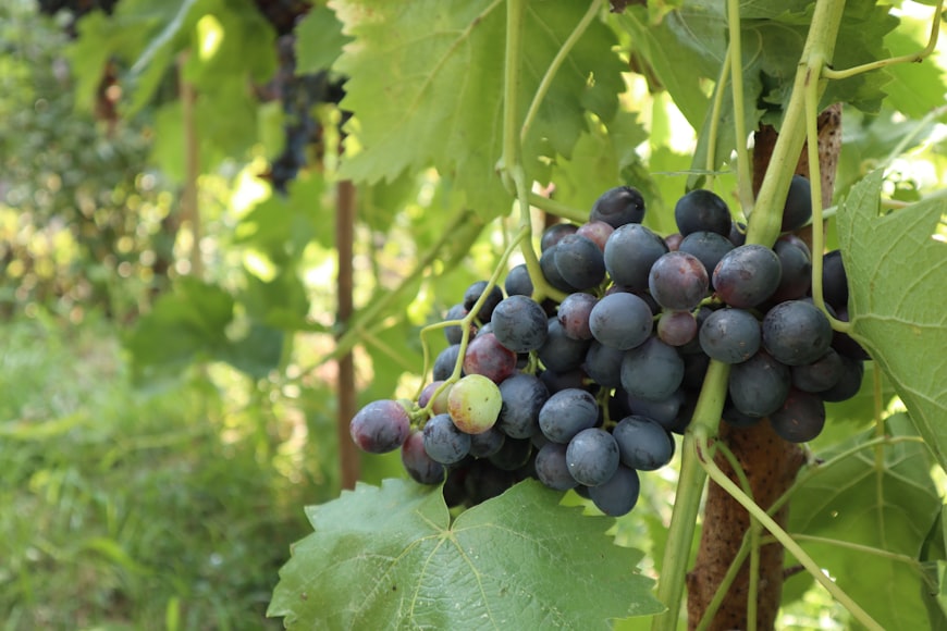 Гюльгери-Вац